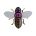 4525807180954=Pink Back Cicada