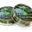 266775-GR=0.28mm, 12lb