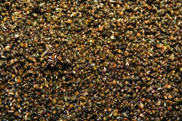 Семена конопли Dynamite Baits 2,5л Hempseed