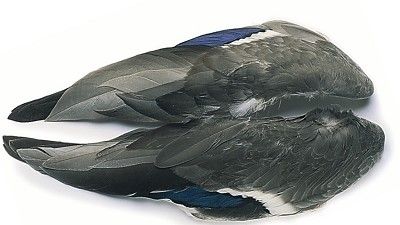 Крылья селезня Veniard Mallard Duck whole wings Natural