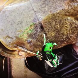 Приманка для сома Madcat Clonk Teaser The Original 150g