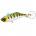 F1264-MYM=40mm, Color Matte Trout