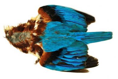 Шкурка зимородка целая Veniard Kingfisher Skin Natural