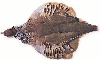 Шкурка куропатки целая Veniard Partridge French complete skin Natural