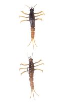 Мягкая приманка Savage Gear 3D TPE Mayfly Nymph