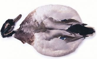 Шкурка селезня Veniard Mallard Duck complete skin Natural