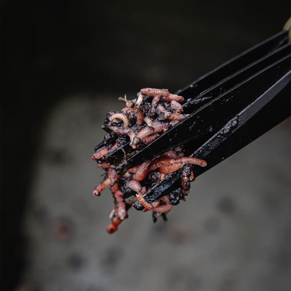 Ножницы Avid Carp Worm Chopperz Carp Fishing